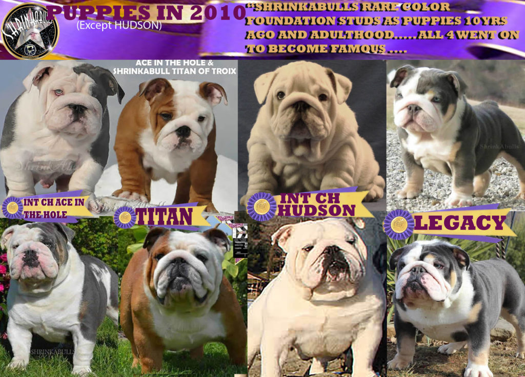 Most Word famous STud bulldogs in the world